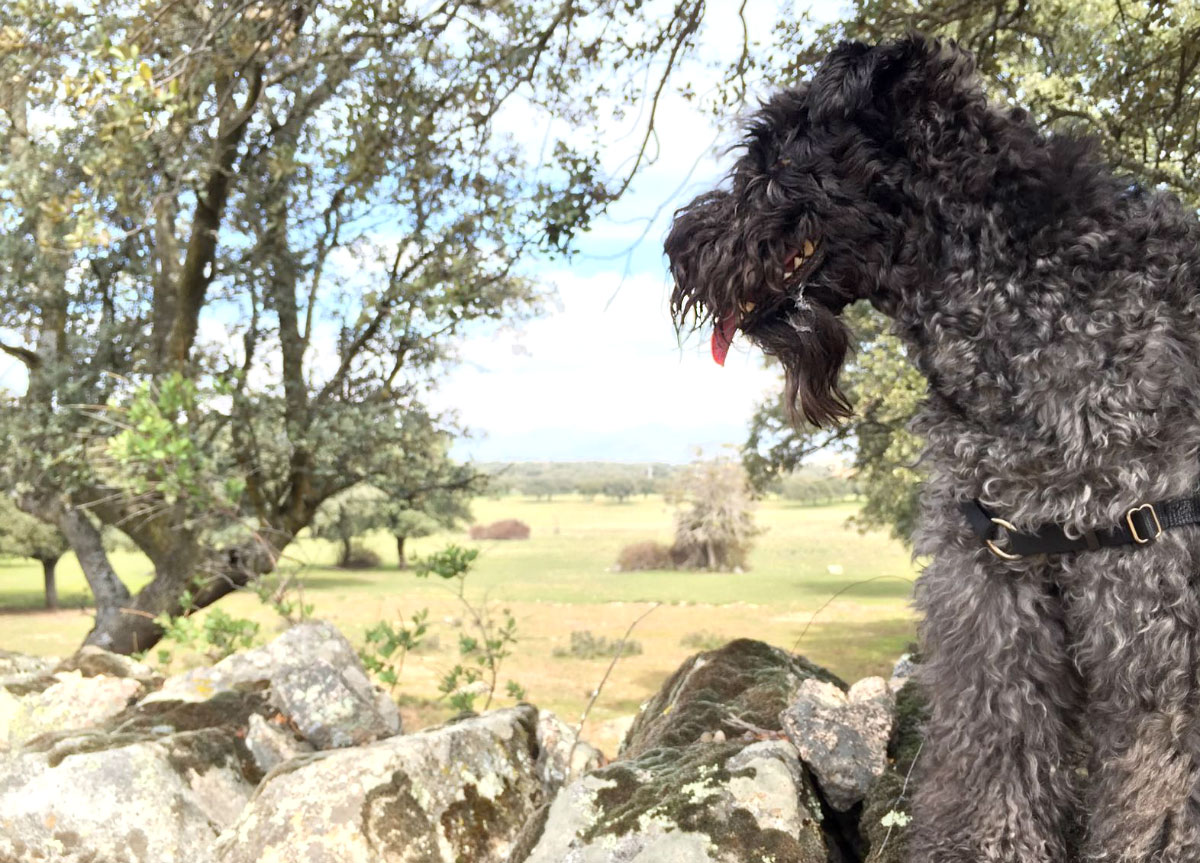 Clara por la Sierra de Madrid Clara por la Sierra de Madrid