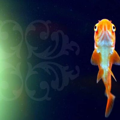 Pececillo del acuario de Pascuale