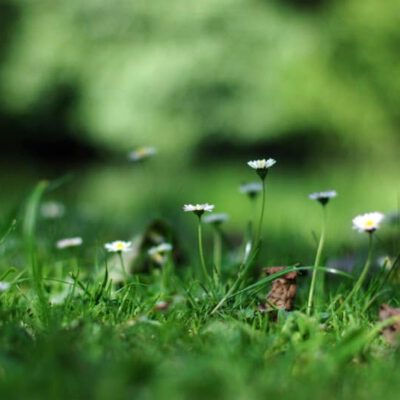 Flores de primavera