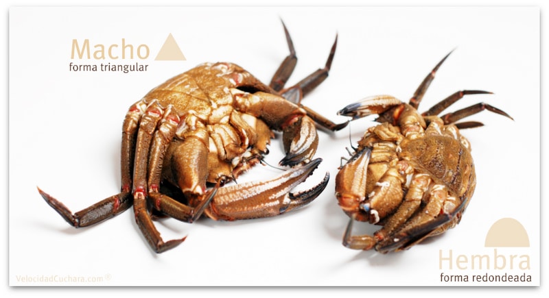 Diferencias entre nécoras macho y hembra Diferencias entre nécoras macho y hembra