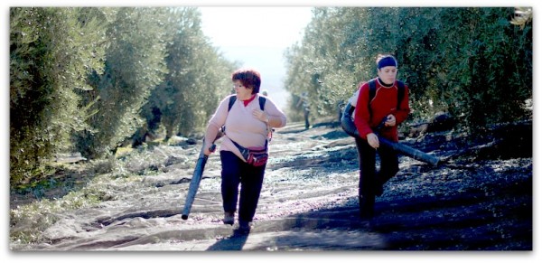 Trabajando entre olivos Aceite de oliva virgen extra