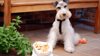 Galletas para perros crujientes y saladas. Crackers