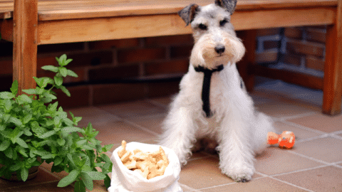 Galletas para perros crujientes y saladas. Crackers