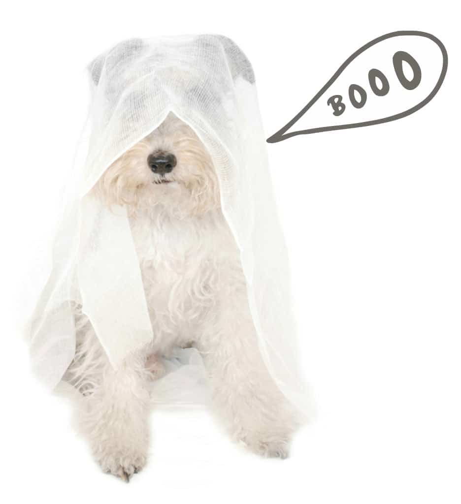 Willy se convierte en fantasma de Halloween Willy se convierte en fantasma de Halloween
