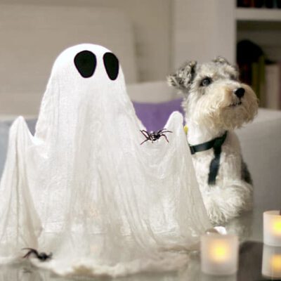 Willy y su fantasma de gasa transparente para Halloween