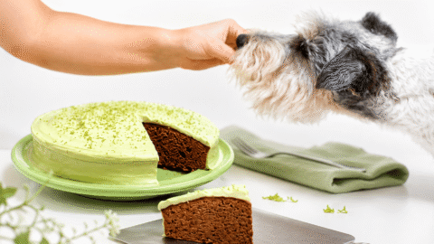 Bizcocho de chocolate y café con cobertura de lima y aguacate