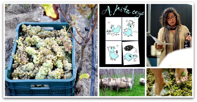 Vinos ecológicos "A pita cega" (la gallina ciega) Vinos ecológicos "A pita cega" (la gallina ciega)