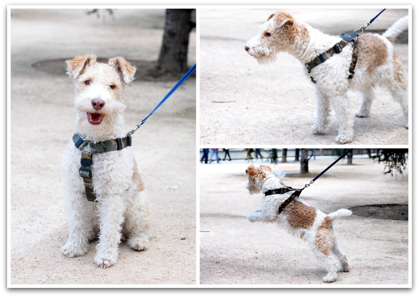 Lucas, un fox terrier muy besucón Lucas, un fox terrier muy besucón